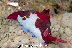 D300, 105VR, Anilao, Philippimes, nudi capital of the wor... by Larry Polster 